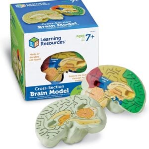 Learning Resources - Cross-section Brain Model: 3D Human Anatomy Biology Tool