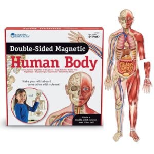 Learning Resources - Giant Magnetic Human Anatomy: Classroom Science Demo Set