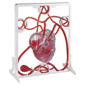 Edu-Toys - Pumping Heart